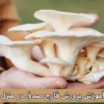 خرید و دانلود ویدیو آموزشی آسانترین روش پرورش قارچ صدفی در سطل های پلاستیکی در خانه و کسب درآمد | کاشت و پرورش قارچ در منزل | کسب و کار در منزل