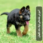 خرید و دانلود نسخه کامل فیلم آموزشی آموزش مقدماتی توله سگ نگهبان (زیرنویس فارسی) | دوره آموزش ویدیویی | کسب درآمد | کسب و کار | اشتغالزایی | بیزینس