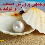 خرید و دانلود نسخه کامل طرح توجیهی پرورش صدف و تولید مرواردید