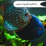 خرید و دانلود نسخه کامل فیلم آموزشی راه اندازی آکواریوم آب شیرین : نسخه دانلودی | دوره آموزش ویدیویی | کسب درآمد | کسب و کار | اشتغالزایی | بیزینس
