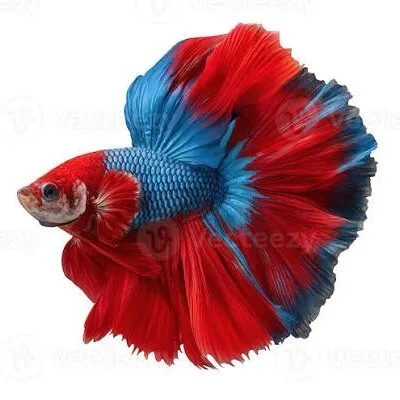 خرید و دانلود نسخه کامل آموزش تکثیر ماهی فایتر از صفر تا صد | fighter fish | کسب درآمد | کسب و کار | تولید ماهی فایتر